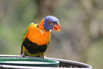 red and yellow macaw Green parrot - colored parrot - red parrot - yellow parrot