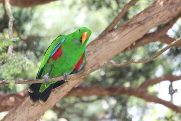 green winged macaw Green parrot - colored parrot - red parrot - yellow parrot