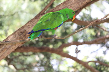 green winged macaw -Green parrot - colored parrot - red parrot - yellow parrot