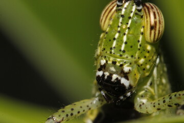 macro of a grasshopper face