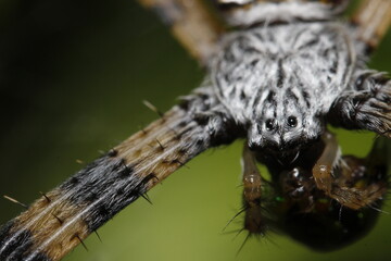 spider on the web
