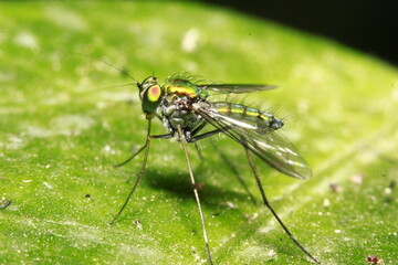fly on leaf