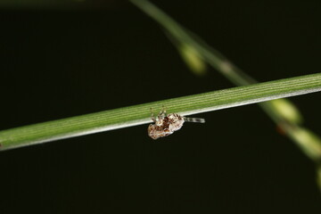 Bumble-tailed leafhopper
