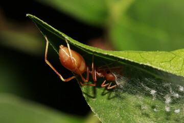 Myrmarachne plataleoides