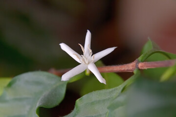コーヒーの花