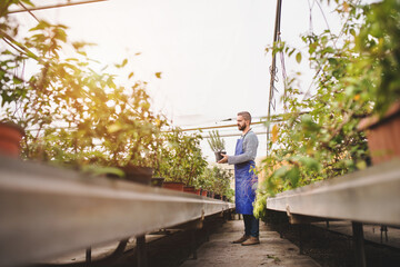 Small greenhouse business. Gardener inspecting flowers and seedlings, standing in the middle of...