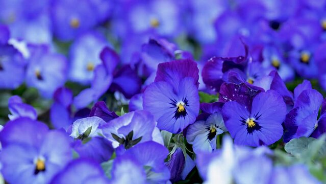 春の花壇に咲く青紫のビオラ