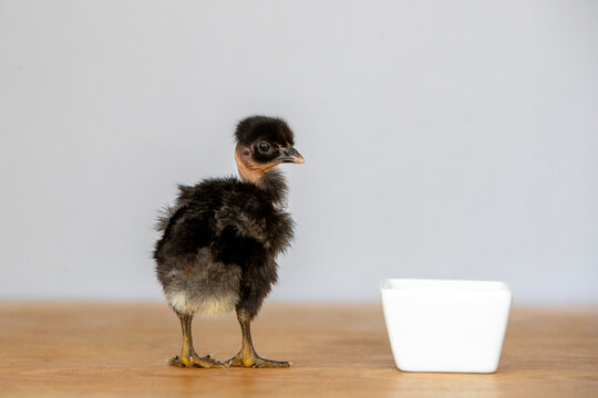 Gros plan d'un poussin noir de race cou-nu, debout sur des pellets d&eacute;pos&eacute;s sur une table en bois
