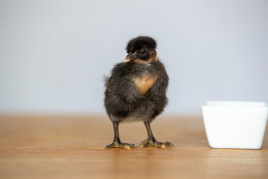 Gros plan d'un poussin noir de race cou-nu, debout sur des pellets d&eacute;pos&eacute;s sur une table en bois
