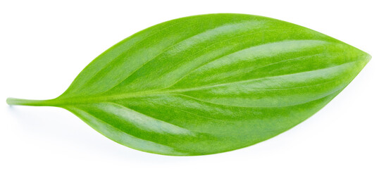 Green leaf isolated. Green leaves on white top view. Full depth of field