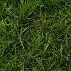 Fresh green cut wild grass isolated on white background and texture, top view