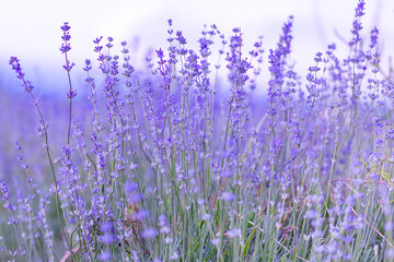 Lavender flowers close-up on sky background