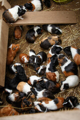 A group of guinea pigs.