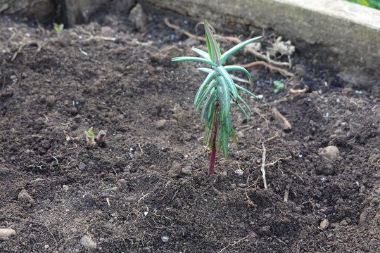 Euphorbia lathyris growing in the vegetable garden. mole plant. spurge cultivation.