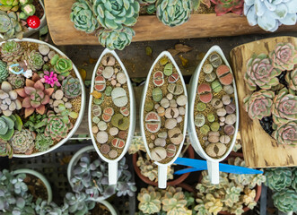 Lithops (Living stone), cactus succulents in planter
