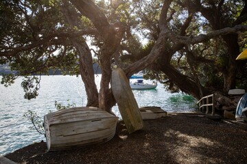 Small row boats leaning against a pohutukawa tree at Ti Point, Leigh, Rodney District, New Zealand.