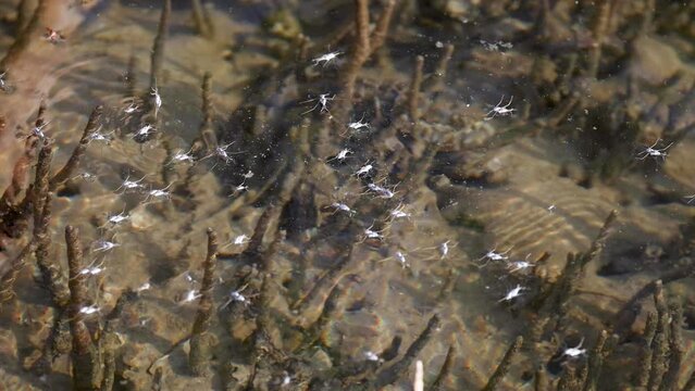 Water Striders Gliding on Pond Surface
