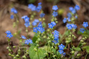 Blue verbena blooms in the secluded corners of the forest in spring.  lue eyed mary , Omphalodes...