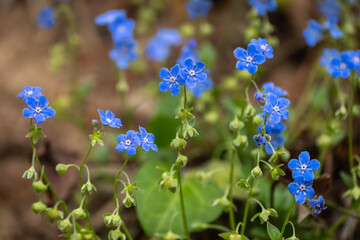 Blue verbena blooms in the secluded corners of the forest in spring.  lue eyed mary , Omphalodes...