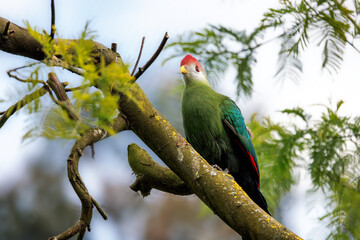 A red-crested turaco, Tauraco erythrolophus, perched in a tree. A colourful frugivorous bird...