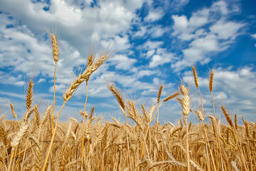 Golden wheat field and blue sky with clouds. Rich harvest Concept.