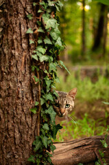 wild cat in Podgorica, Montenegro 