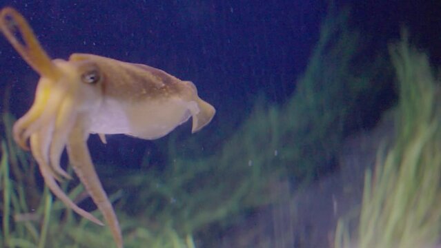 Closeup on cuttlefish swimming in water of giant aquarium. Exploring marine life in oceanarium. Sea animal or squid underwater