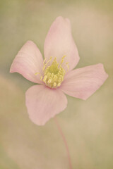 Pink Clematis