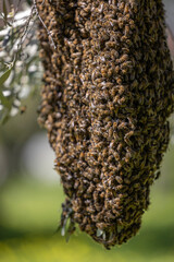 Honeycomb swarm hanging on a tree in the garden. Beekeeping