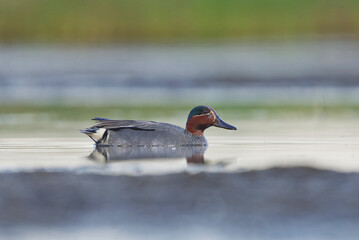 Eurasian teal (Anas crecca) male swimming in the wetlands in summer.	
