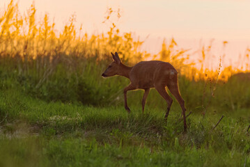 Roe deer (Capreolus capreolus) female in the field at dawn in summer.