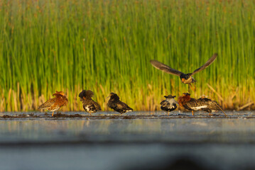 A flock of male ruffs (Calidris pugnax) gathering in the wetlands in summer.