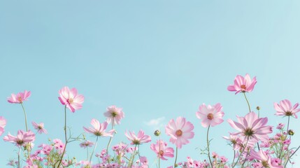 Obraz na płótnie Canvas light blue background with pink daisies, pastel color theme, copy space concept