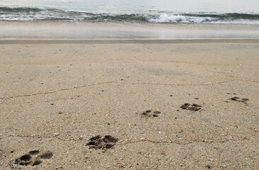 Dog paw prints isolated on wet beach shore sand or soil surface with sea water waves background and copy space. Closeup macro view. Pet canine outdoor nature seaside walk abstract concept.