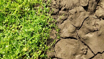 Half cracked dry brown infertile and wet green grass earth fertile ground soil surface closeup aerial top view. Water crisis, drought, water scarcity, global warming and climate change concept.