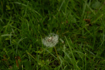 pollenflug löwenzahn blume natur pollen
