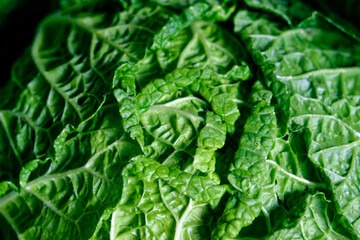 Chinese cabbage, close-up of part of macro shot