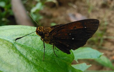 Black and brown colour hesperiidae Skipper Butterfly on a green leaf. Closeup macro side view.