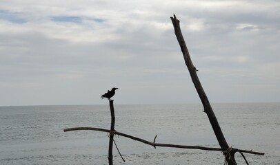 Silhouette of a single crow or raven wild bird perched on a wooden pole surrounded by deserted or...