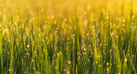 Fresh dew drops on the ends of some green blades of grass in nature for wallpaper.