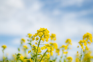 Obraz premium 青空と菜の花