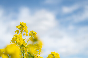 Fototapeta premium 青空と菜の花