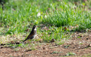草地にいる野鳥　ツグミ