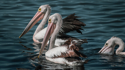 Australian Pelicans hunting for fish while swimming across a lake.