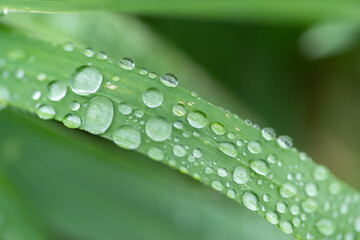 雨に濡れた葉っぱ