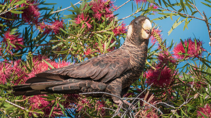 A Carnaby's Black Cockatoo looking at the camera while perched on a branch of a Bottle-Brush bush. © OzBushBytes