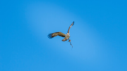 An Eastern Osprey in flight banking to the right while  carrying food back to its nest.