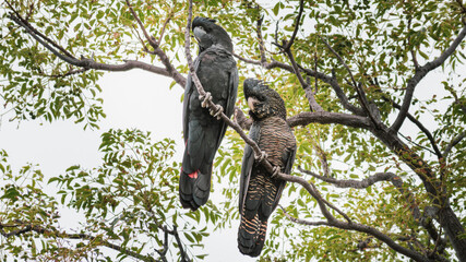 Red-Tailed Black-Cockatoos perched on a branch looking down to the right.