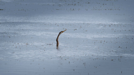 Only the head and neck of an Australasian Darter appearing above the water.