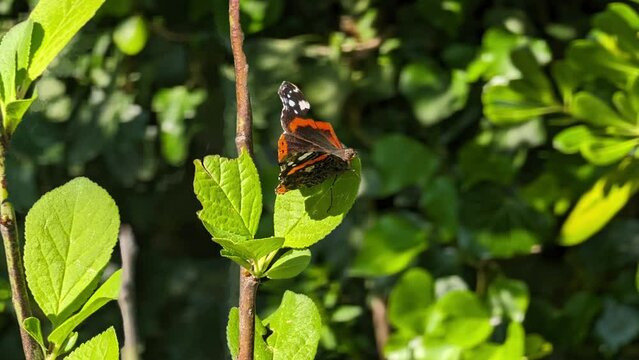 La farfalla sul pitosforo in primavera
